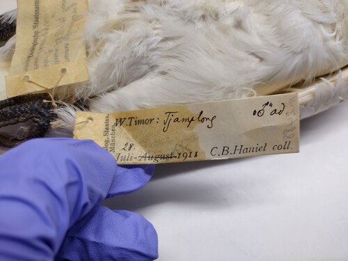 A preserved Yellow-crested Cockatoo specimen, collected in 1911 and housed at the Bavarian State Collection, Munich. Specimens like this provide invaluable genetic data for conservation research.